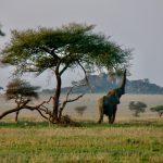 Baby Elephant in the Serengeti