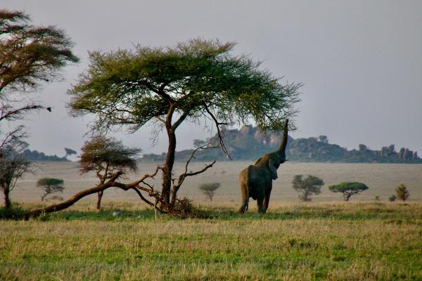 Baby Elephant in the SerengetiBaby Elephant in the Serengeti