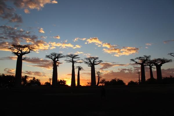 Baobab Trees