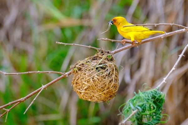 Bird in the Selous Game Reserve
