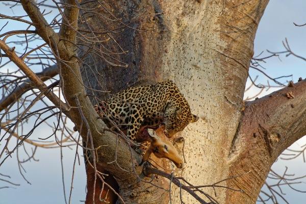 Cheetah in Ruaha National Park