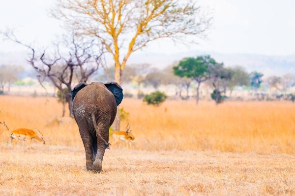 Elephant in Mikumi National Park