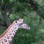 Giraffe in the Selous Game Reserve