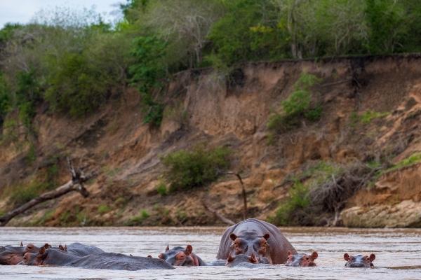 Hippos in Selous