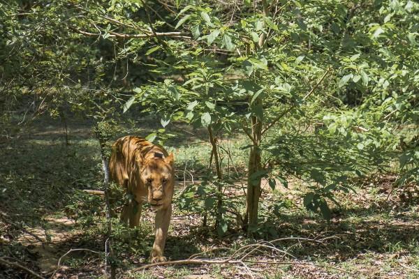 Lion in the Selous Game Reserve