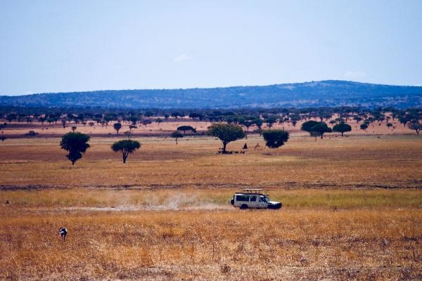 Serengeti Safari