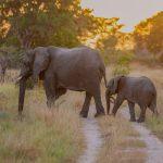 Travel Guide to Mafia and Chole Island, Tanzania: History and Things to Do Elephant_-_Saadani_National_Park
