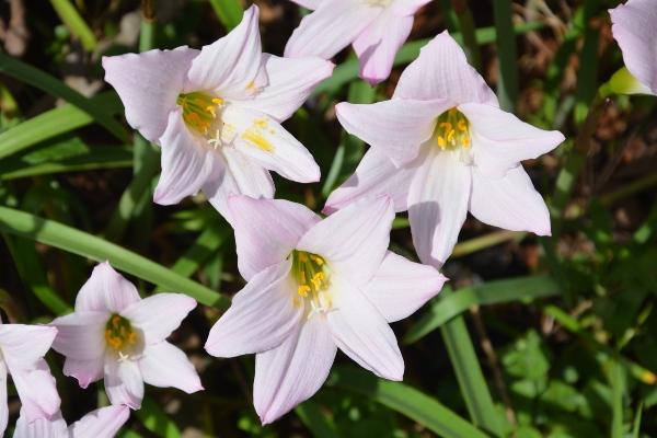 Flowers in Magamba Rainforest