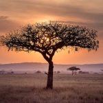 The Cadogan: A Complete Travel Guide to Tanzania tanzania-sun-set-travel-guide
