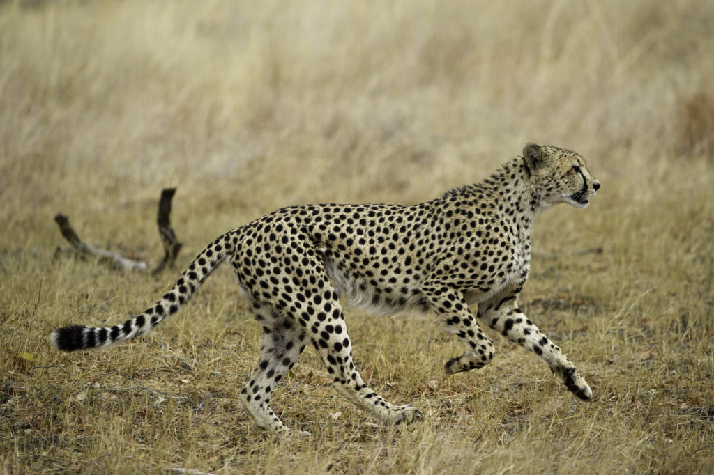 cheetah running