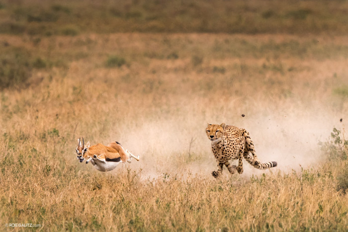 Cheetah chasing prey