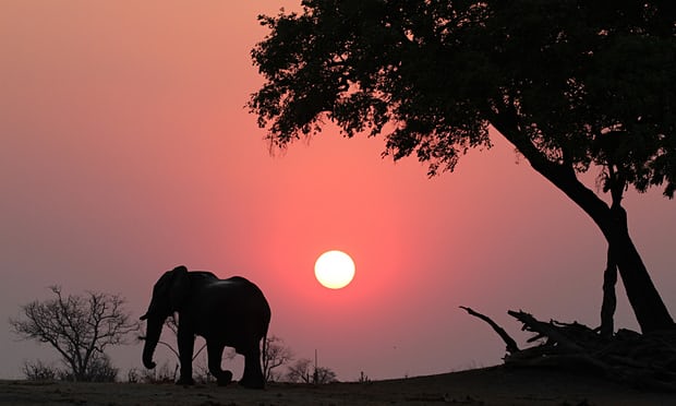 Elephant at sunset