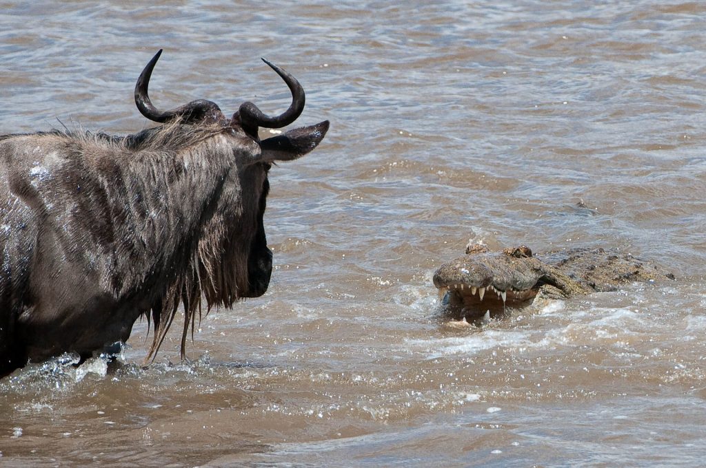 Wildebeest faces up a Crocodile