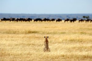 Cheetah stalking Wildebeest