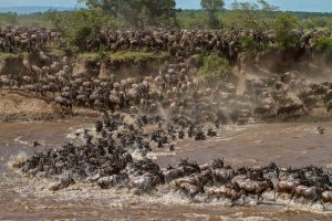 Wildebeest river crossing