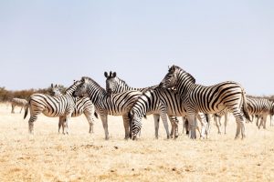 Zebra