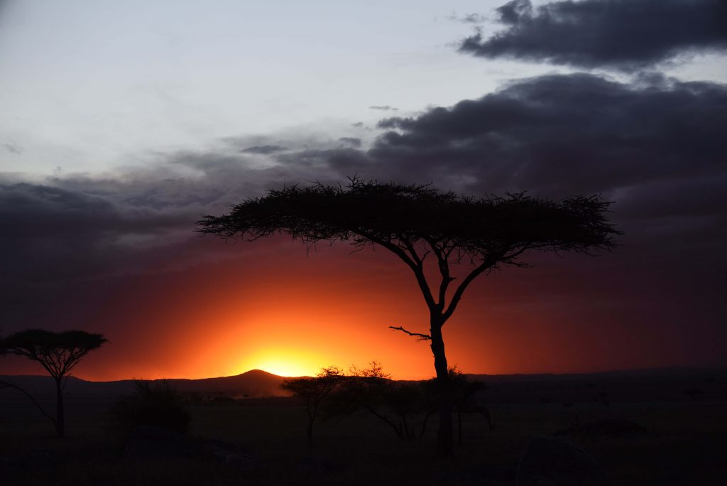 sunset in the serengeti with acacia