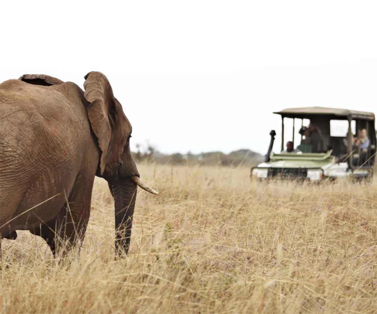 elephant in the serengeti