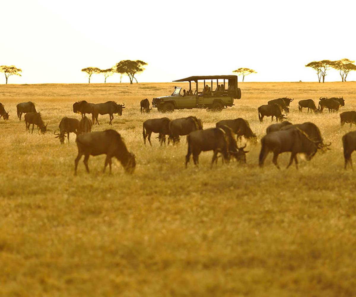 wildebeest in serengeti