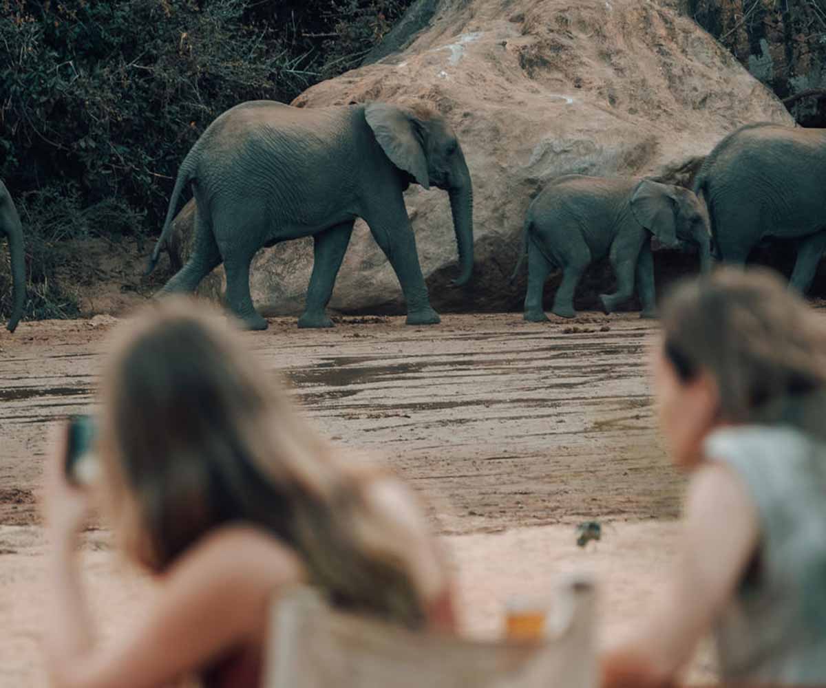 Elephants in Wayo Manyara