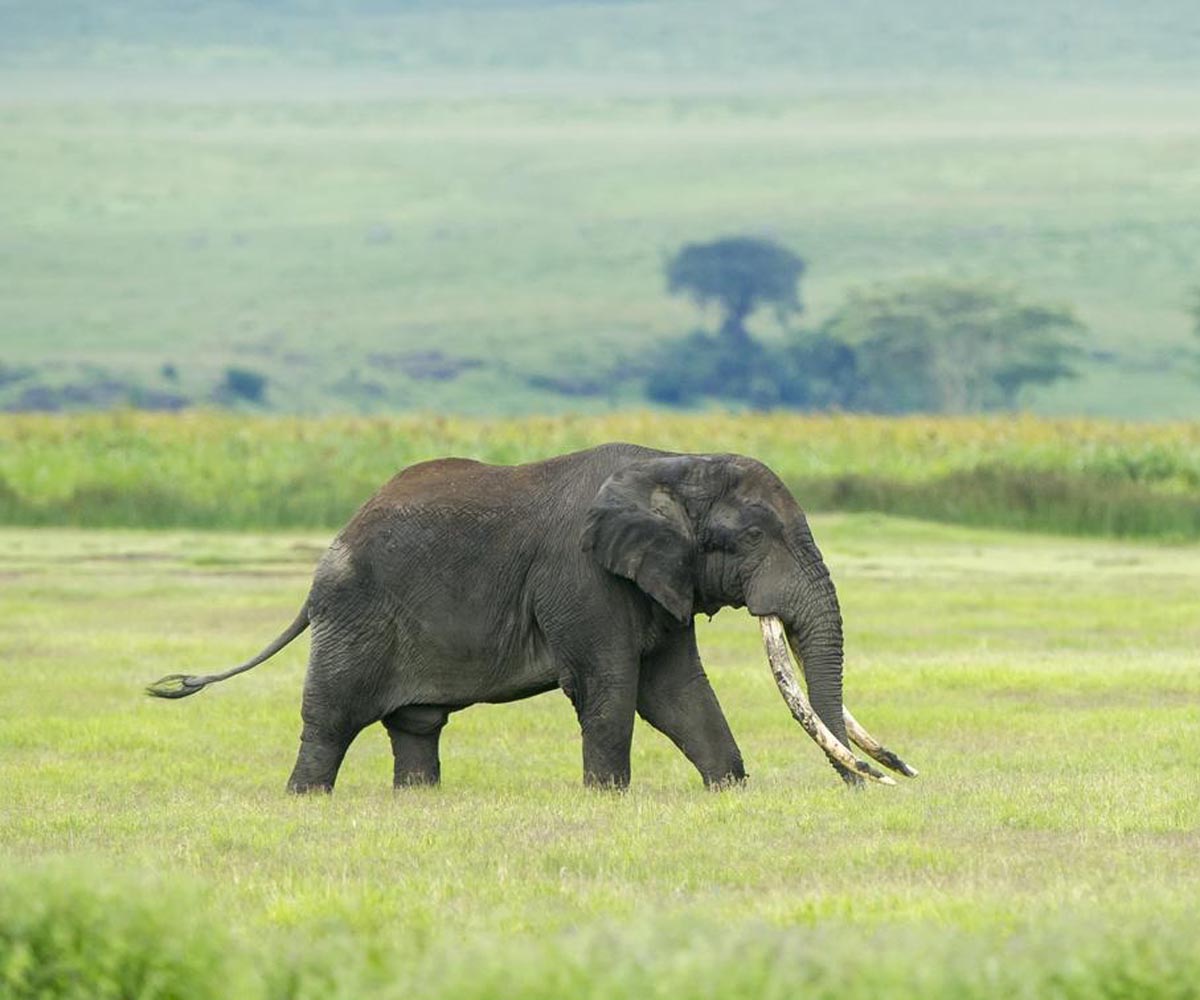 elephant in ngorongoro crater